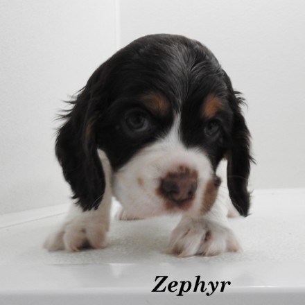 puppy, for, sale, Cocker Spaniel, Joe & Cherri  Overlease, dog, breeder, Miller, MO, dog-breeder, puppy-for-sale, forsale, nearby, find, puppyfind, locator, puppylocator, aca